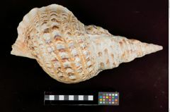 Foto (oben) von Tempeltrompete (Tritonshorn) (NHMW-ZOO-MO-0081100-ETH-113)